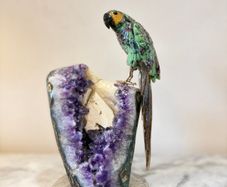 Premium Ruby in Zoisite Gemstone Parrot Carving on Unique Amethyst Crystal Geode