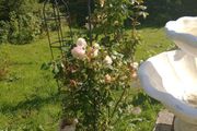 Mature Climbing Rose Bush Beautiful Pink &amp; White Blooms, Established Garden Plant