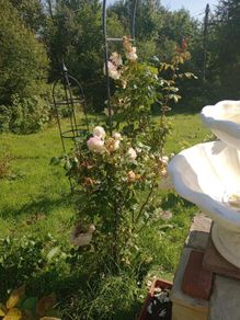 Mature Climbing Rose Bush Beautiful Pink & White Blooms, Established Garden Plant