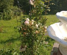 Mature Climbing Rose Bush Beautiful Pink & White Blooms, Established Garden Plant