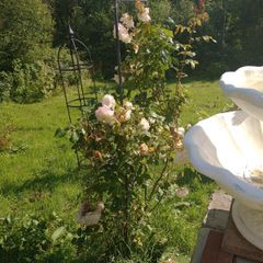 Mature Climbing Rose Bush Beautiful Pink & White Blooms, Established Garden Plant