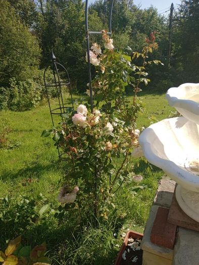 Mature Climbing Rose Bush Beautiful Pink & White Blooms, Established Garden Plant