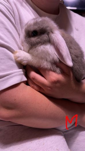 Lop rabbits