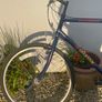 Adult Mountain Bike Image 2