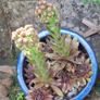 Blooming now Mature Succulent Arrangements in Glazed CeramicPot Image 7