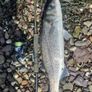 fishing lure Image 6