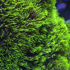 GSP Marine Coral