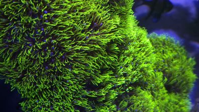 GSP Marine Coral