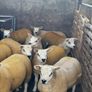 Texel ewe lambs & gimmers for sale privately Image 4