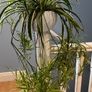 spider plant Image 2