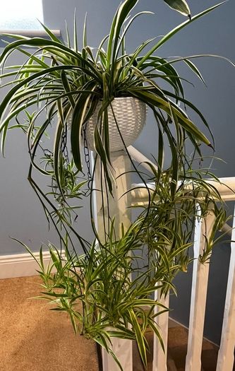 spider plant