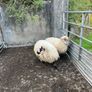 2 valais cross ewe lambs Image 3