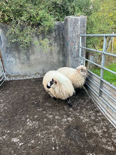 2 valais cross ewe lambs
