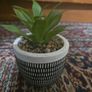 Plant decor Image 5