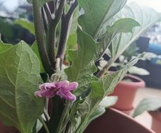 Aubergine plants