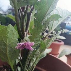 Aubergine plants