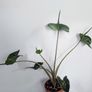 Alocasia Stingray Plant Image 2