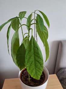 Plant