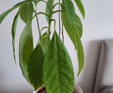 Plant