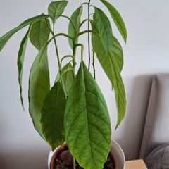 Plant