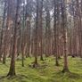 Forestry Consultancy & Professional Advice Image 3