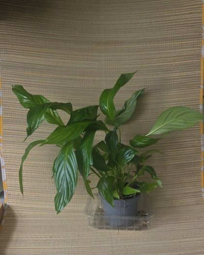 plants