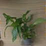 plants Image 3
