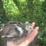 pekin bantam Image 3