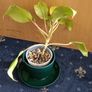 Philodendron Malaya Gold - Image 6