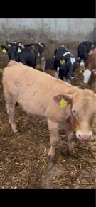 Reared Calves