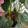 Anthurium plant Image 7