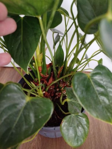 Anthurium plant