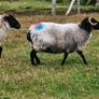 Organic Sheep Image 9