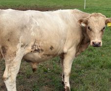 Cattle