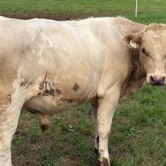 Cattle