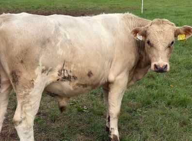 Cattle