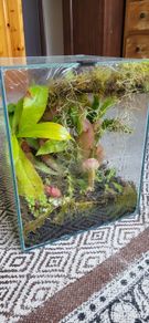 Carnivorous plant terrarium
