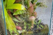 Carnivorous plant terrarium