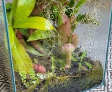 Carnivorous plant terrarium