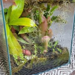Carnivorous plant terrarium