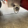 OES livestock trailer Image 4