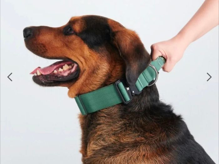 Heavy Duty Dog Collar