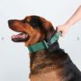 Heavy Duty Dog Collar Image 2