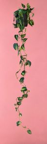Rare houseplant Philodendron Cream Splash