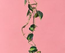 Rare houseplant Philodendron Cream Splash