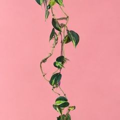 Rare houseplant Philodendron Cream Splash