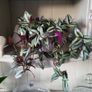 Trailing plants. Image 10