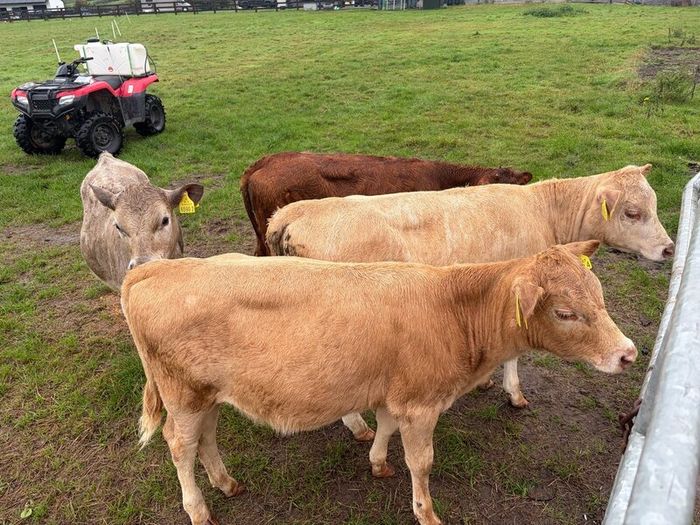 3 charolaise &1 lim heifer 6 months old