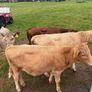 3 charolaise &1 lim heifer 6 months old Image 2