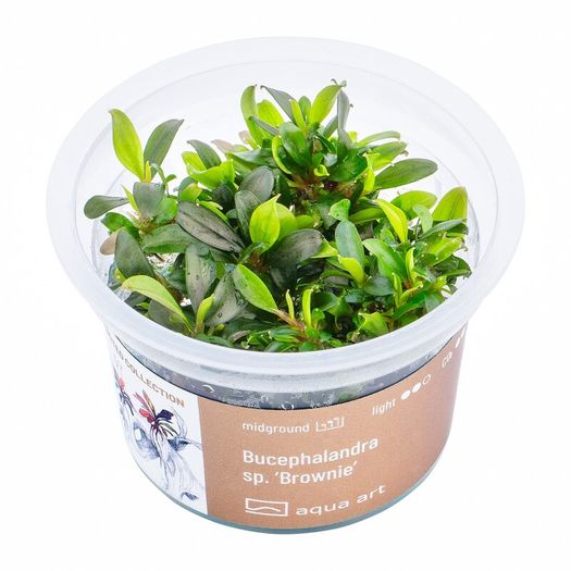 Aqua-Art Bucephalandra, Anubias ect aquarium in vitro plants